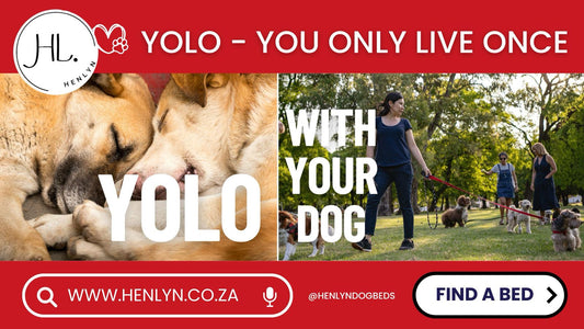 BEST ACTIVITY TO DO WITH YOUR DOG -PUPPY PLAYDATE ADVENTURE - YOU ONLY LIVE ONCE WITH YOUR DOG