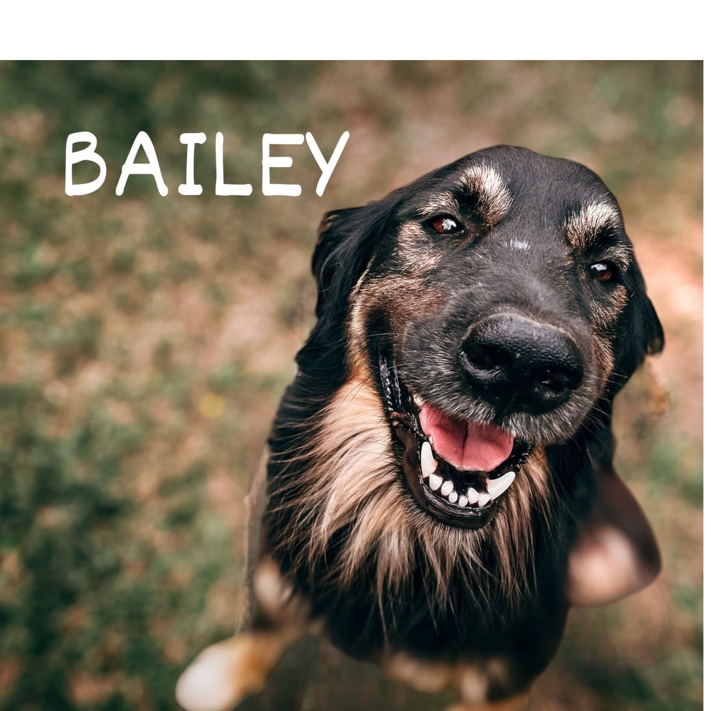 Personalised Dog Cushion With Pic And Name