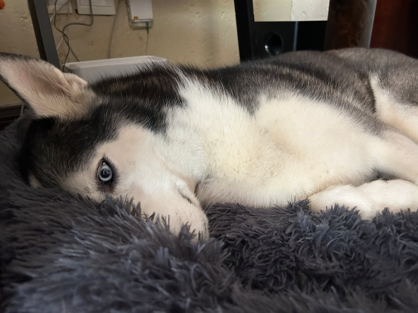 Calming Dog Bed โ Calming Plush & Comfortable Pet Bed for Small to Extra Large Dog